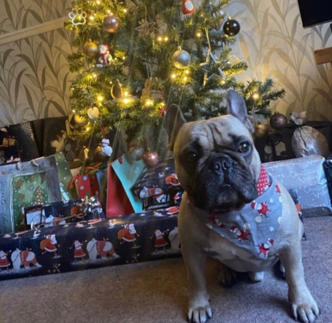 Santa Baby Xmas Dog Bandana