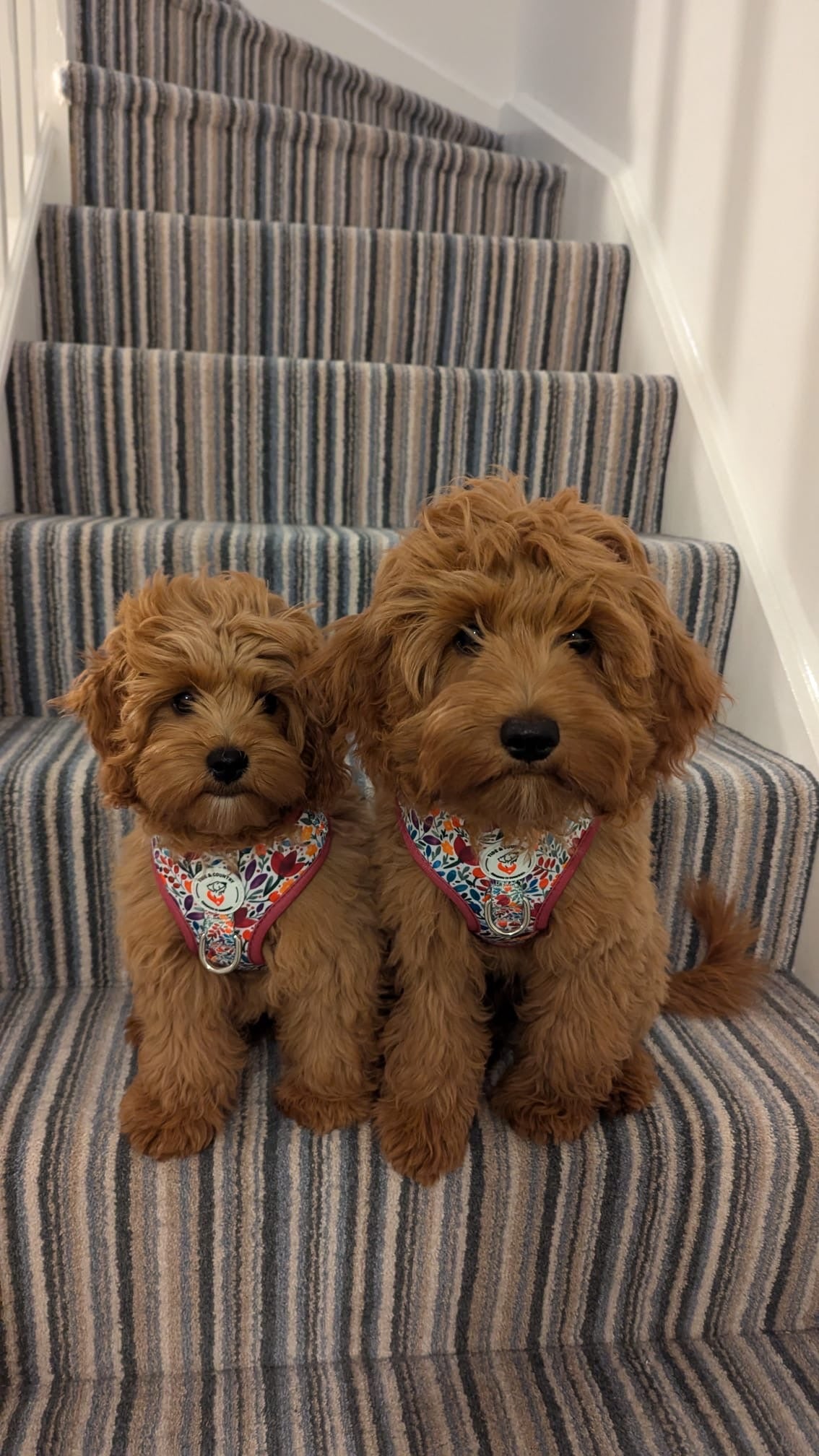 Lowenna floral dog harness