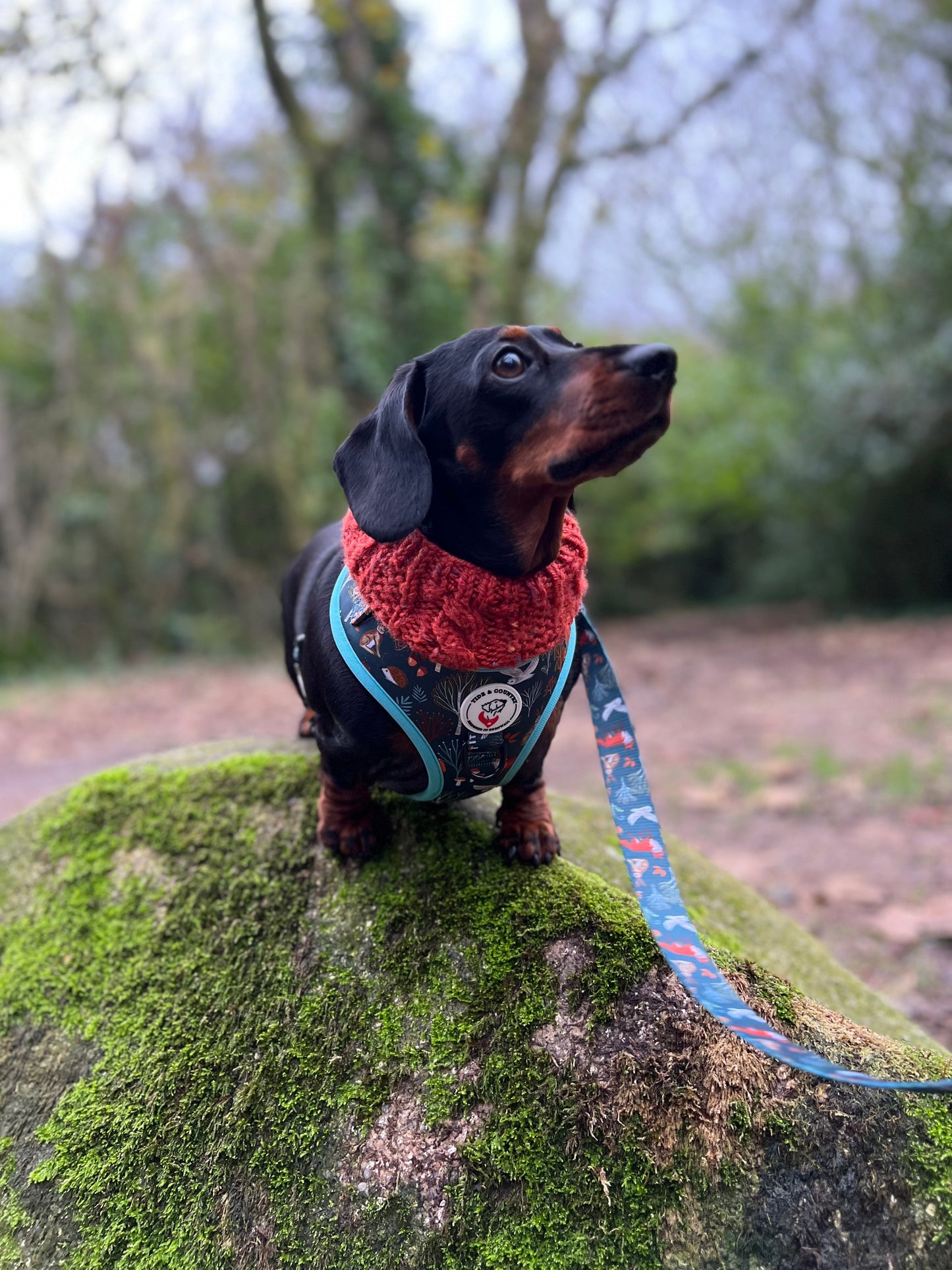 Forest & Fern dog harness - Wholesale