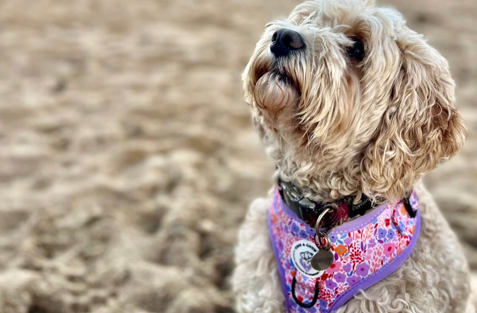 Cream Blonde Cavapoo wearing Lola Belle pink & purple dog harness