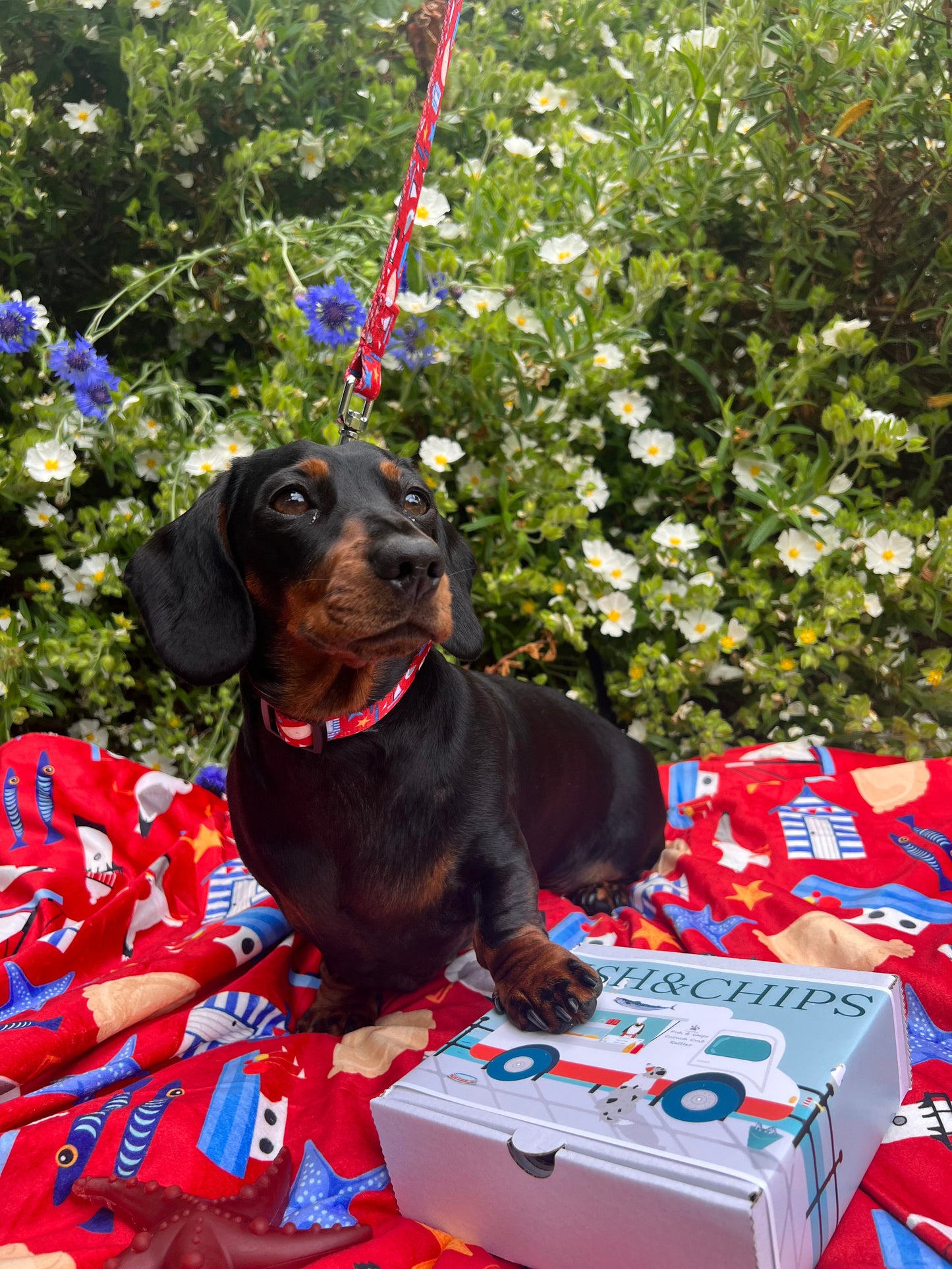 Good buoy dog blanket - Wholesale
