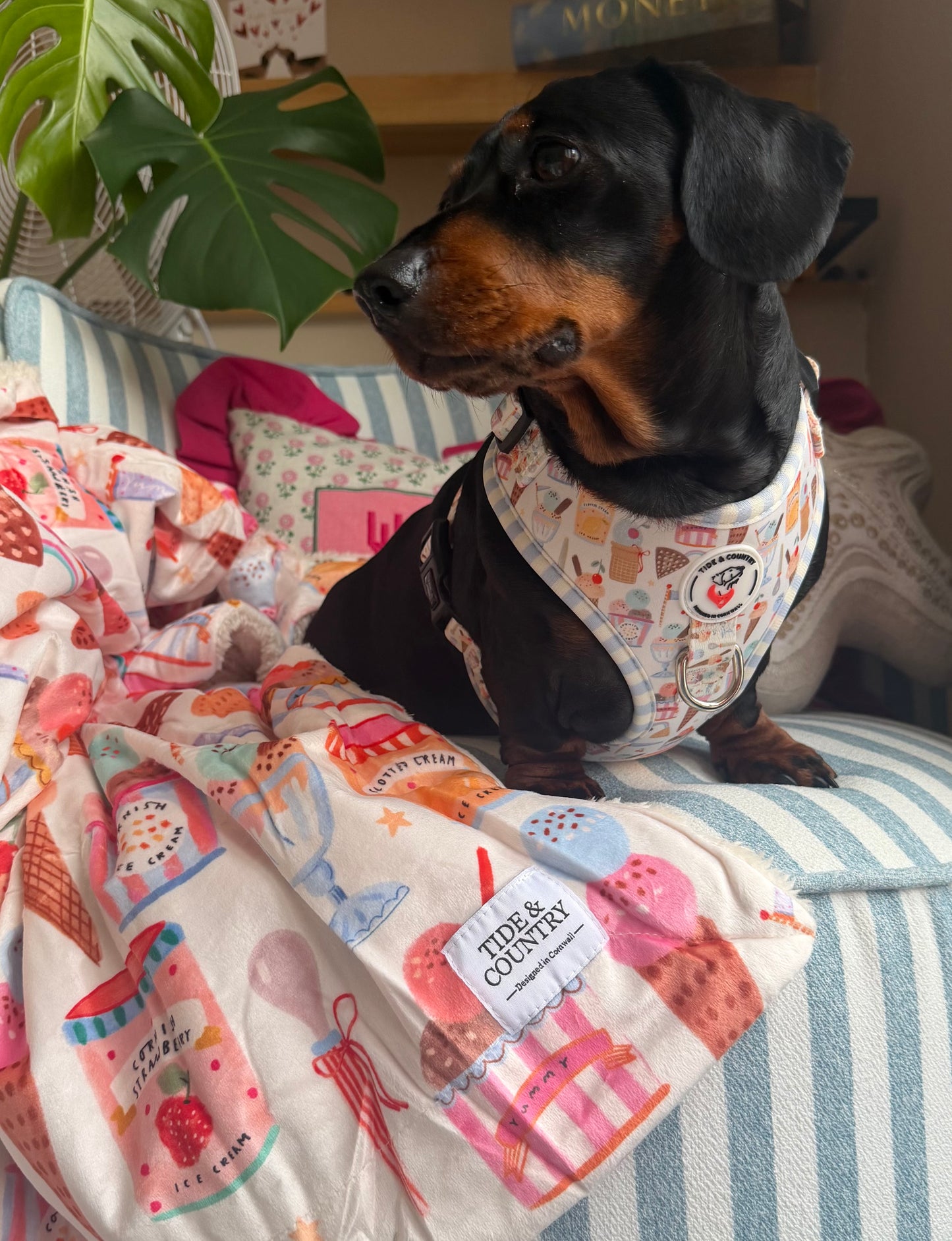 Sweet scoop Dog blanket