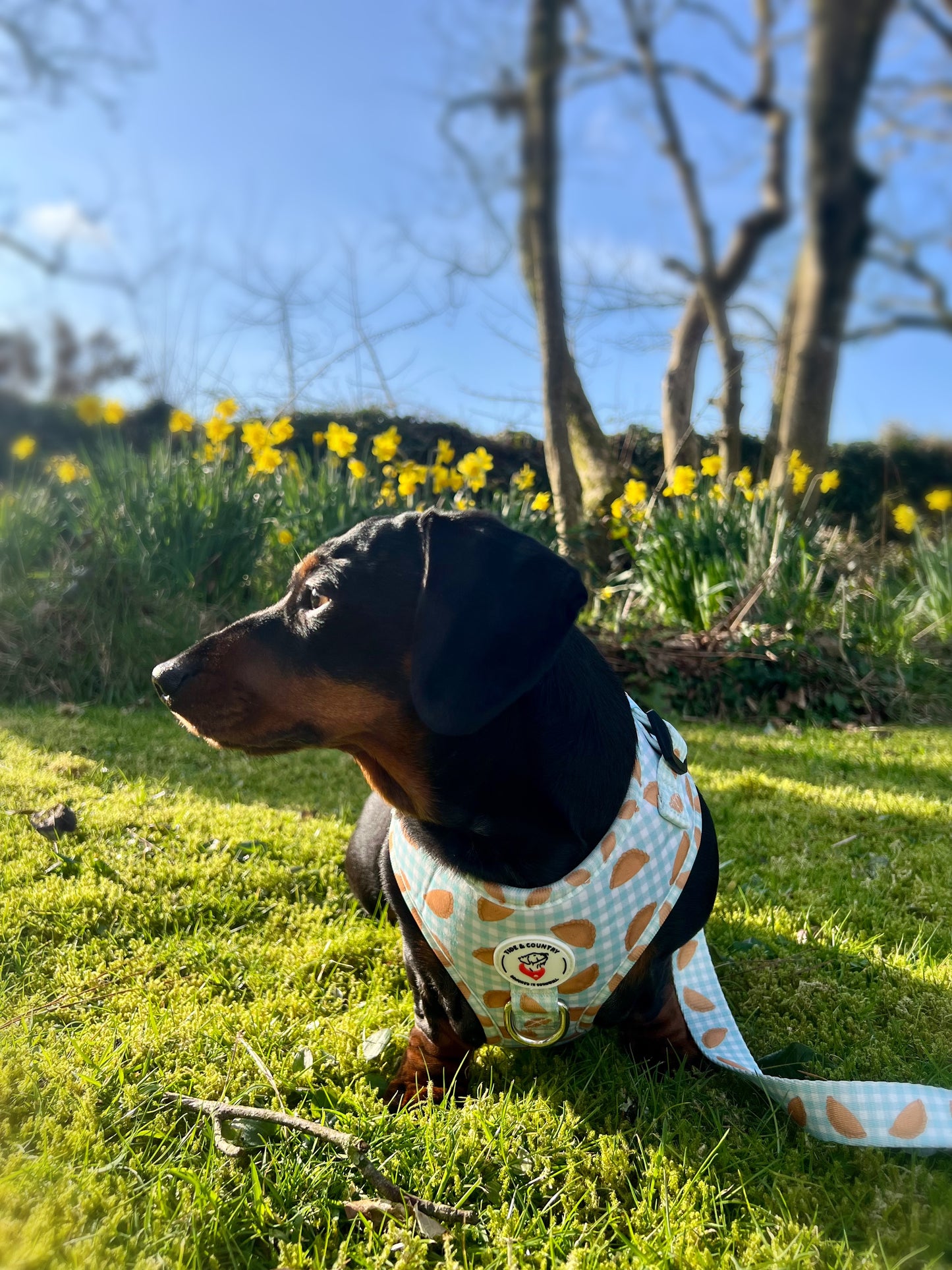 Pasty picnic Dog Harness