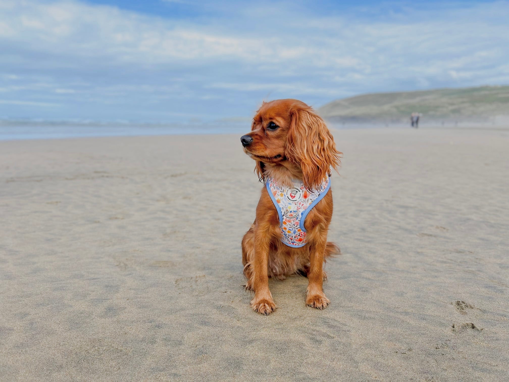 Red cavalier Charles spaniel sat on perranporth beach wearing our new Mabel floral harness.