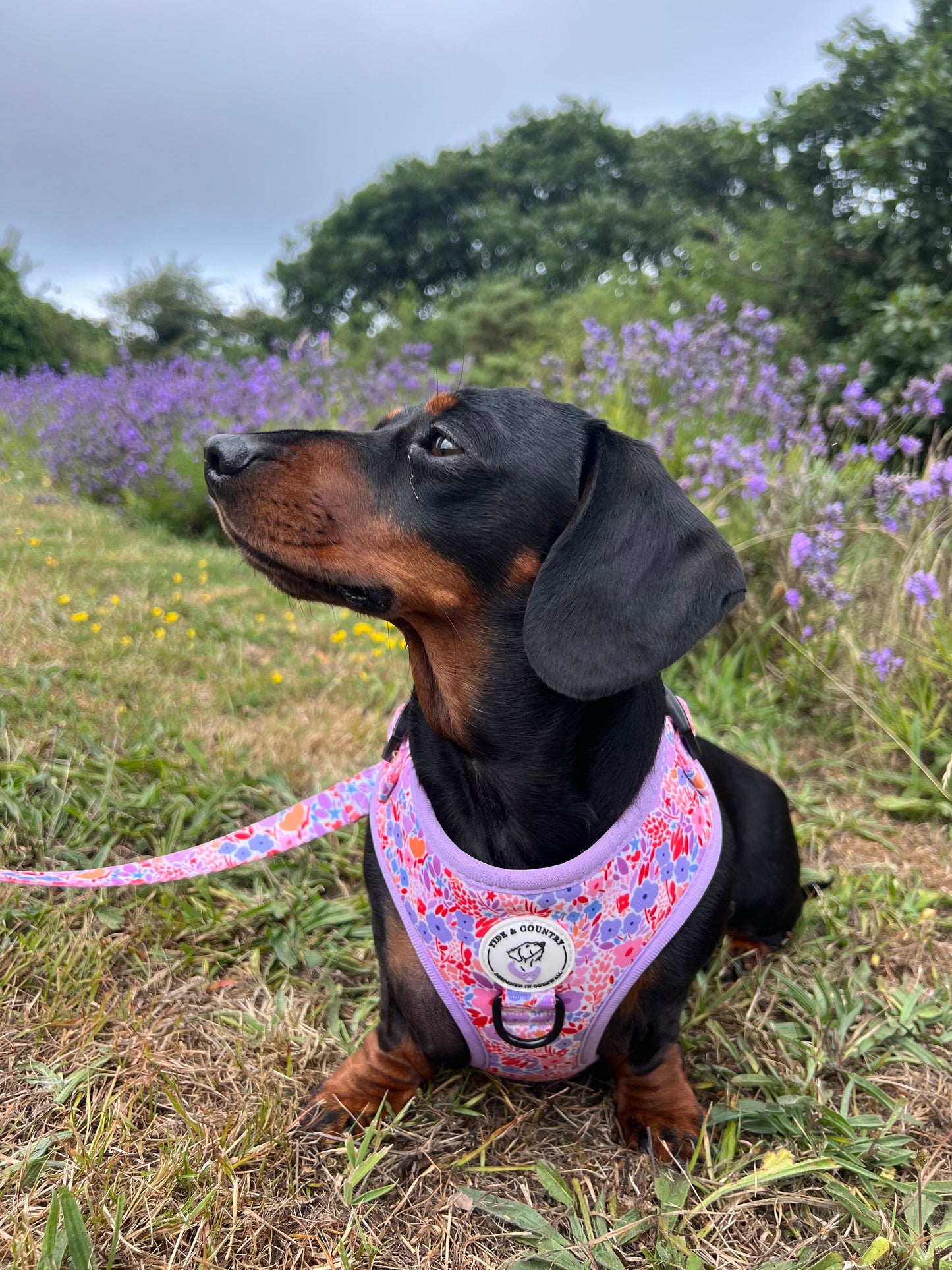 Lola Belle Dog Walkies Set (Harness, Collar & Lead)