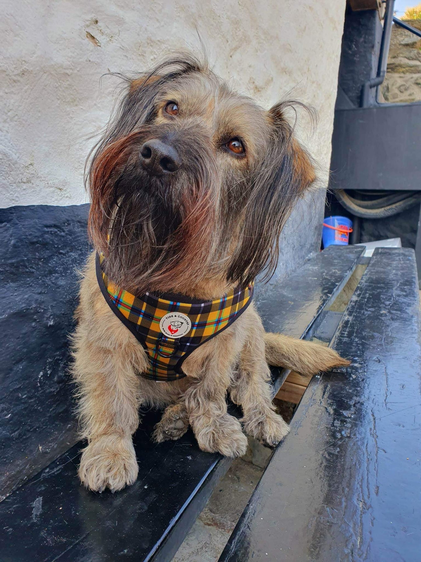 Cornish tartan dog harness wholesale