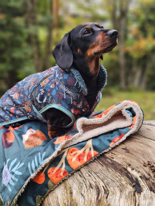 Sausage dog wearing a navy Waterproof Lined Dog Coat with forest pattern