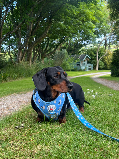 Gulls Just Wanna Have Fun Dog Harness