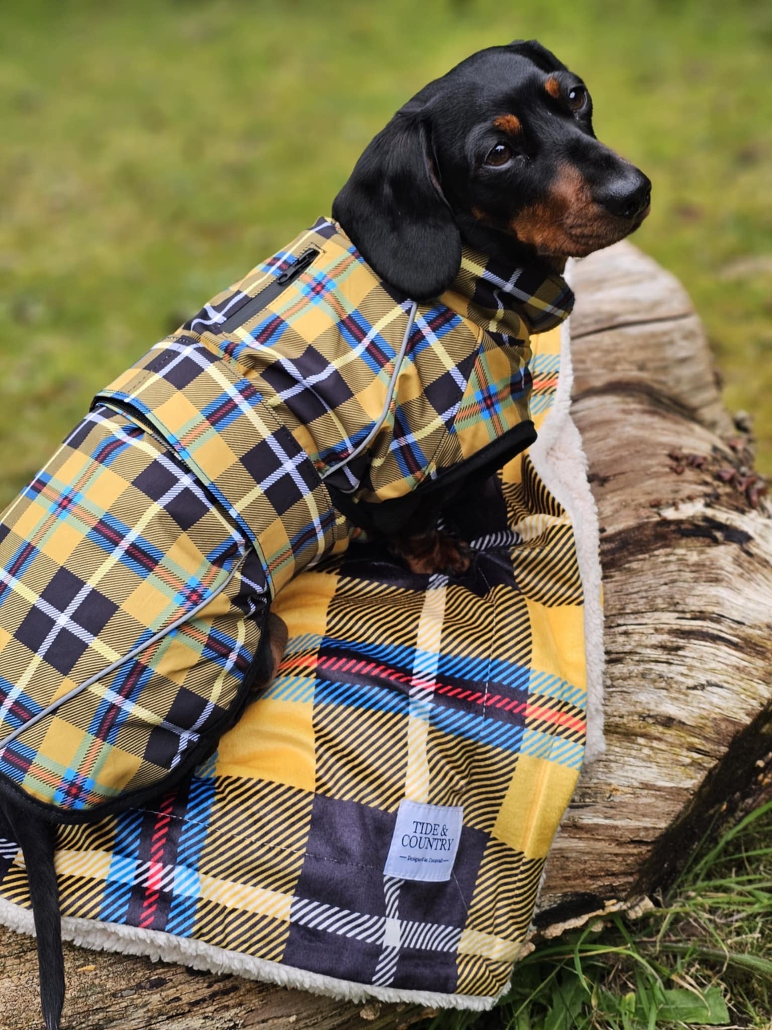 Sausage dog wearing a yellow tartan water resistant dog coat for waterproof walking