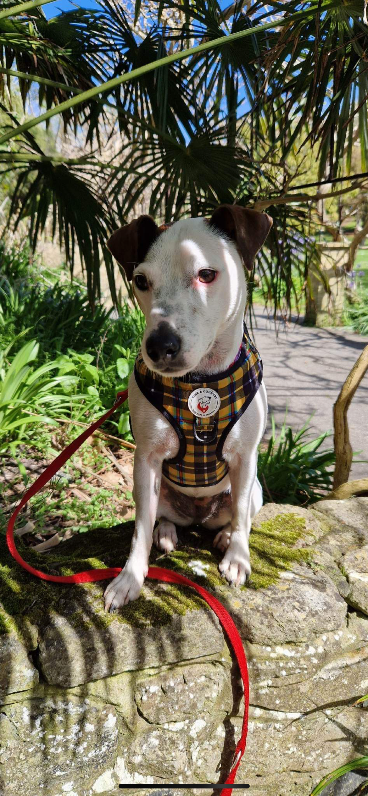 Cornish tartan dog harness wholesale