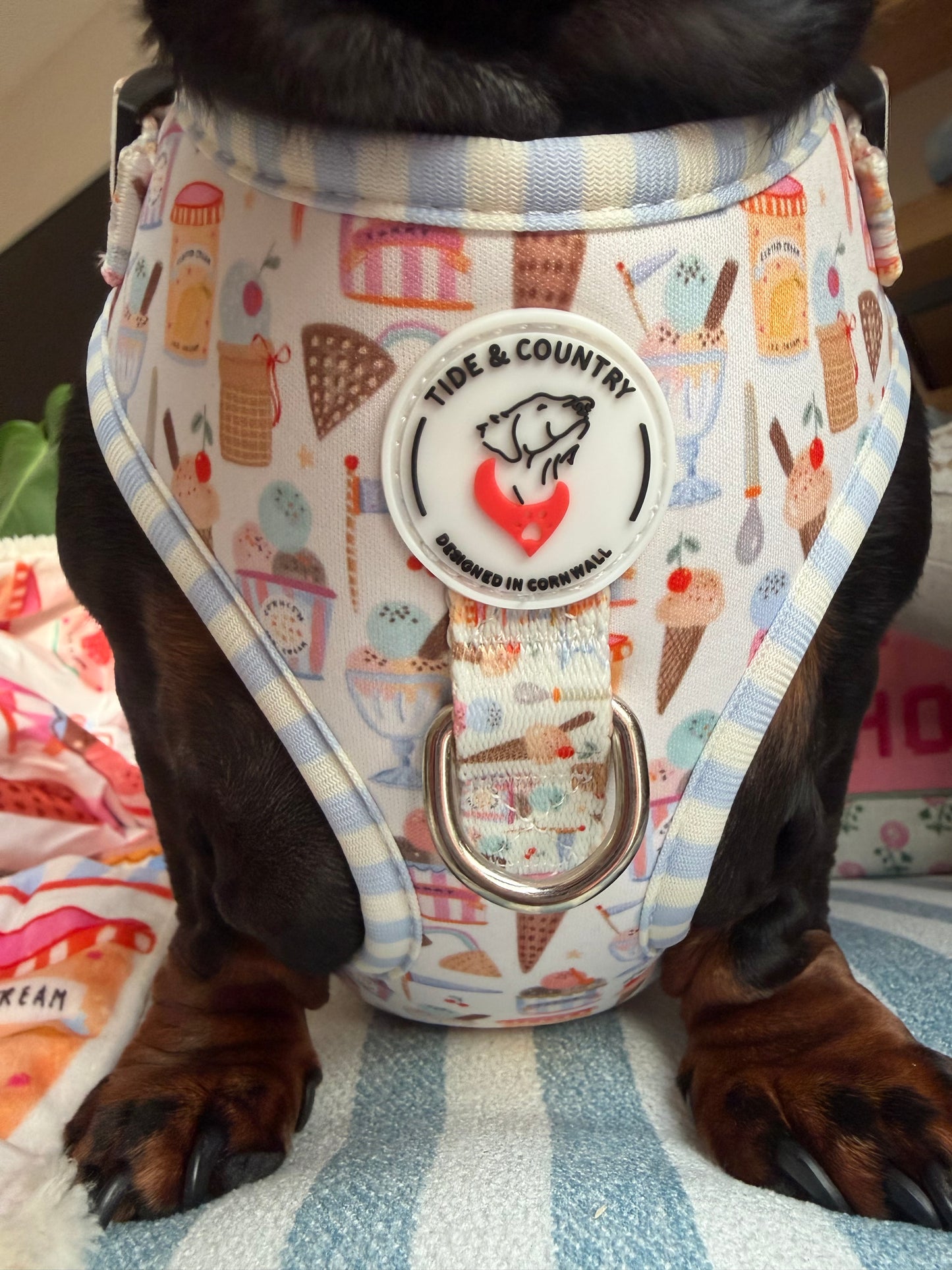 Sweet scoop ice cream dog harness