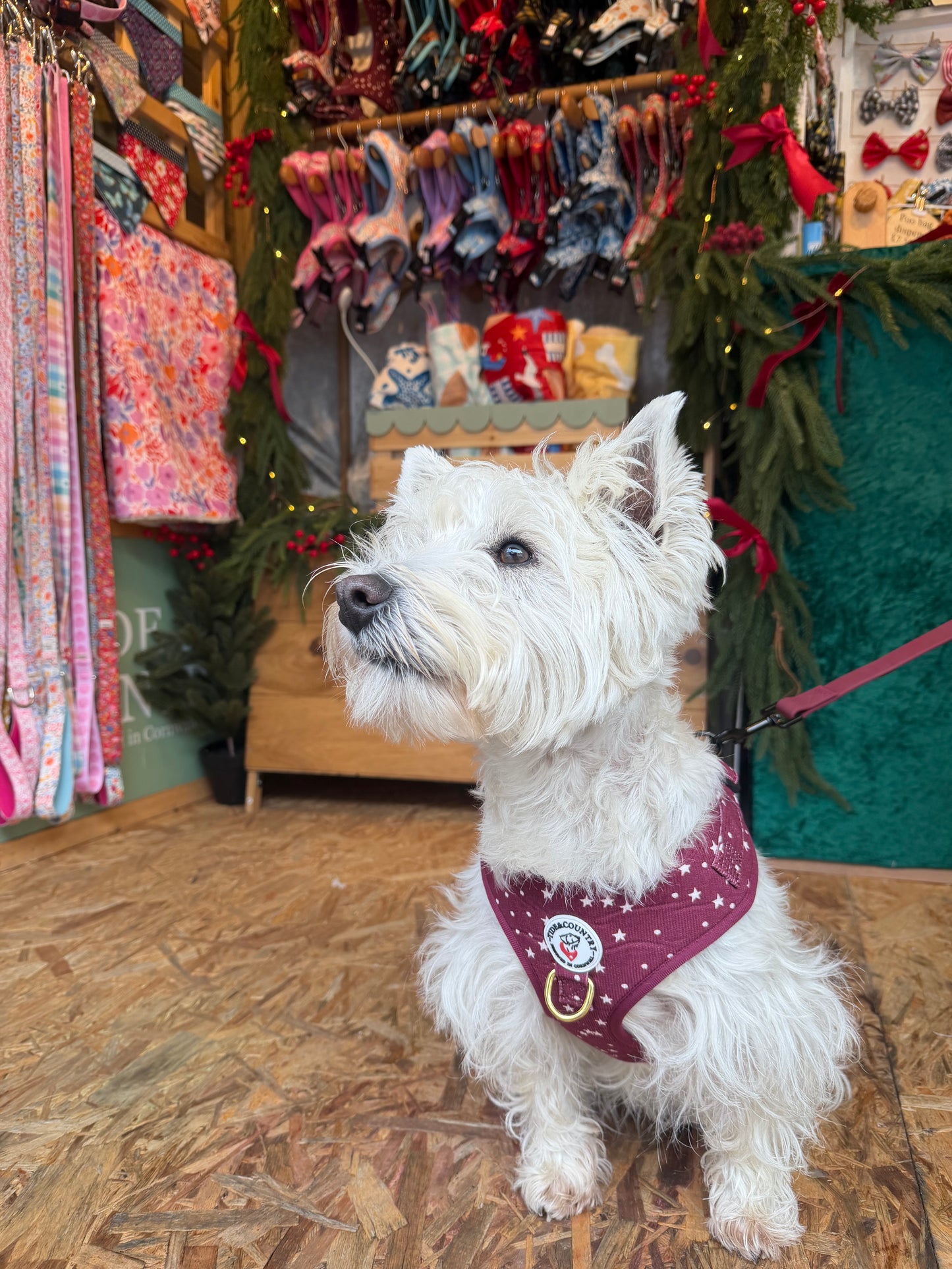 Merlot corduroy Dog Harness