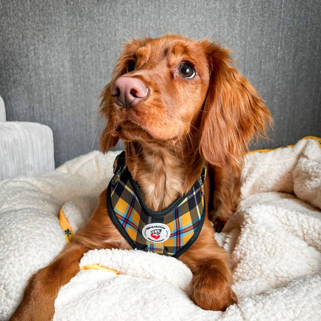 Country sales dog accessories