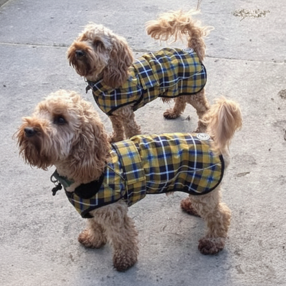 Cornish Tartan Dog Walkies Set (Harness, Collar & Lead)