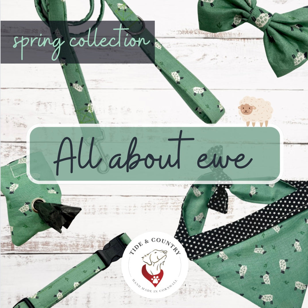 All about ewe dog bow tie