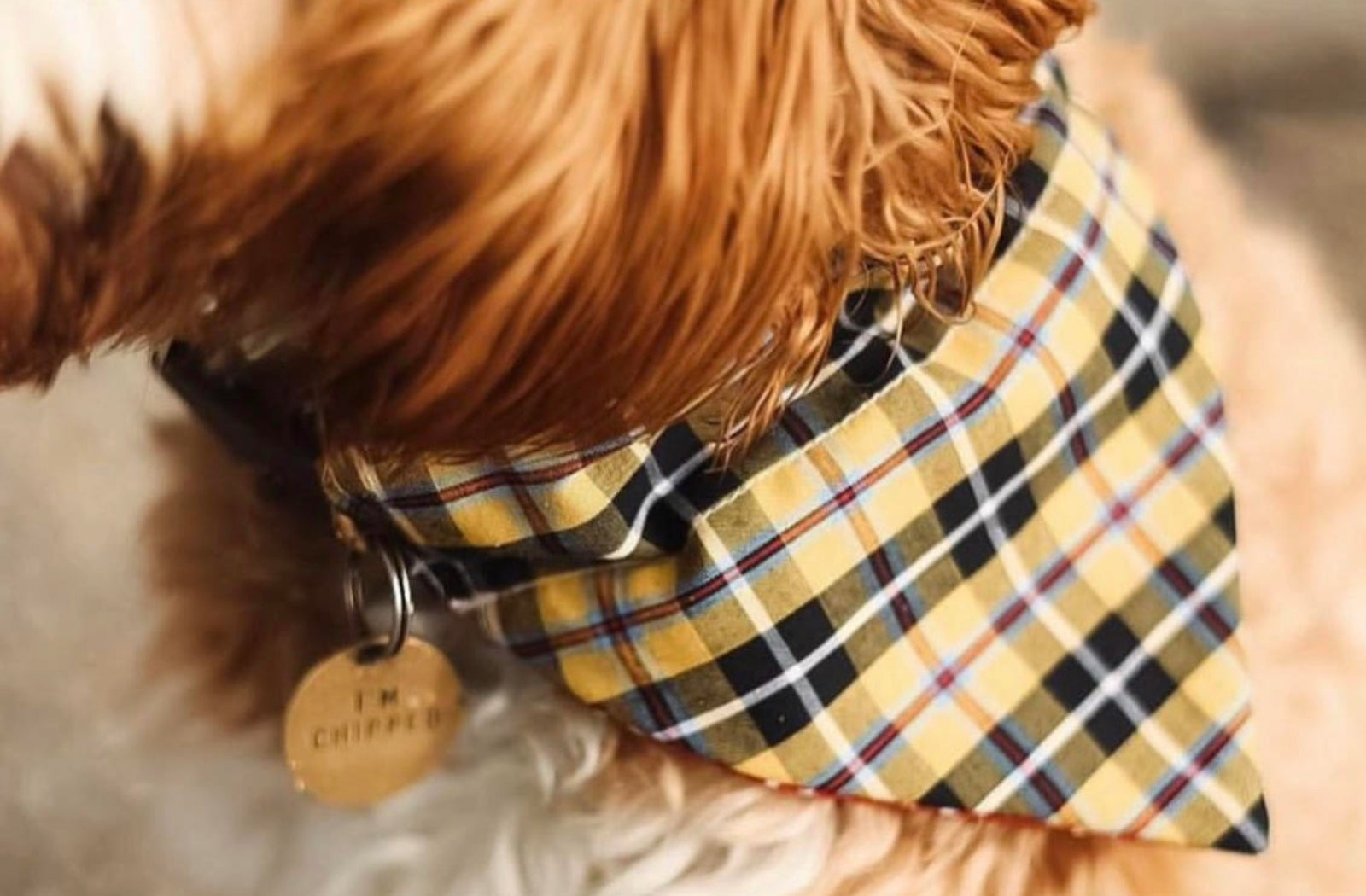 Cockapoo wearing yellow cornish tartan bandana
