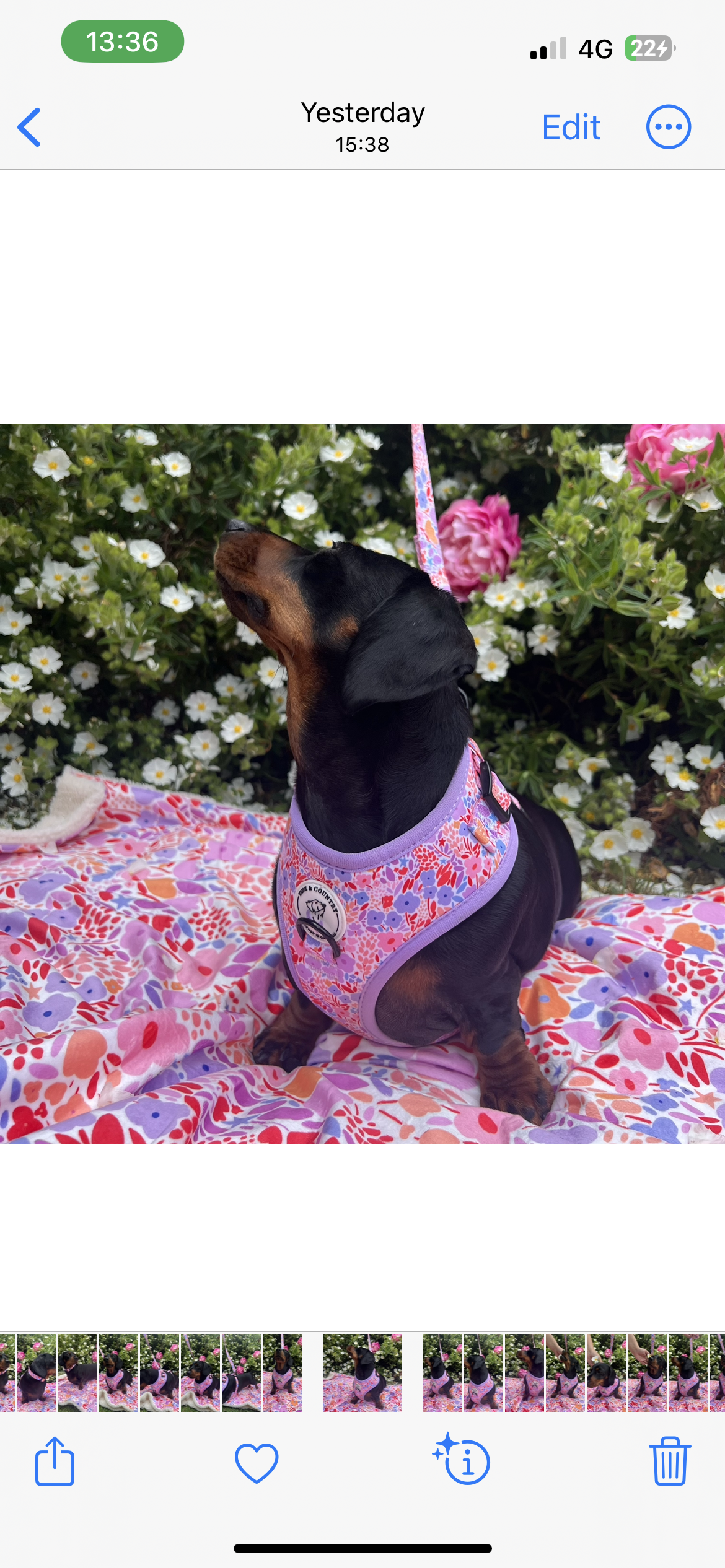 Wholesale Lola belle dog blanket