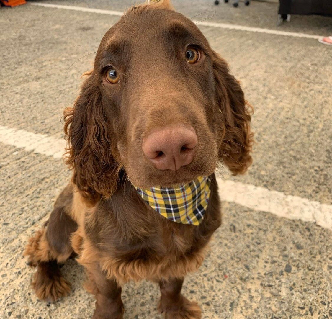 Cocker Spaniel wearing Cornish Tartan Dog Bandana